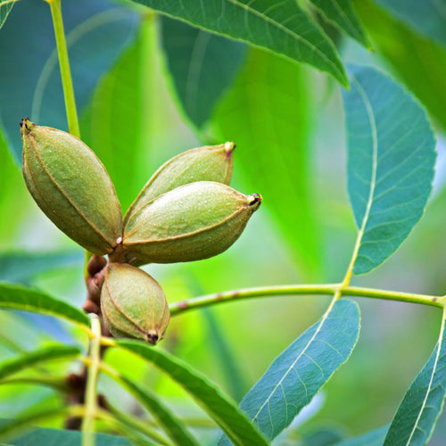 Pecan Seedlings