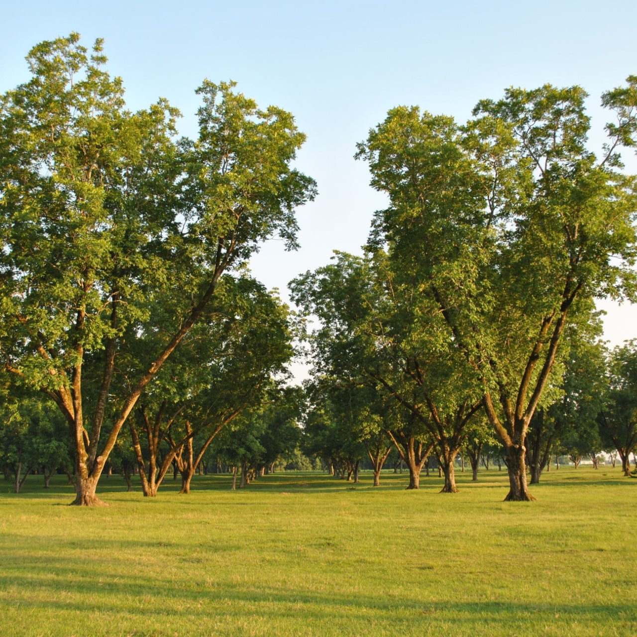 Pecan Seedlings