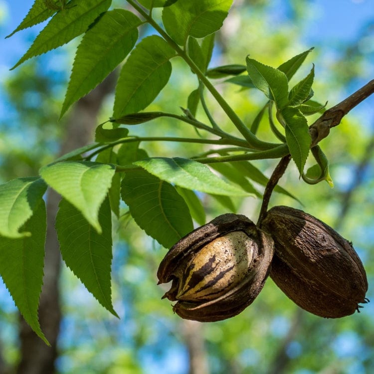 Two dark brown textured pecan shells on branch, one split open, for Pecan Seedlings
