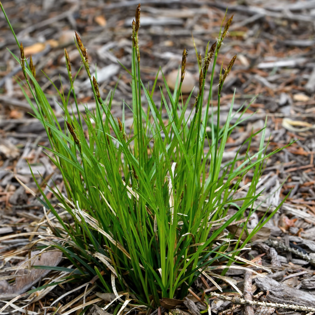 Pennsylvania Sedge