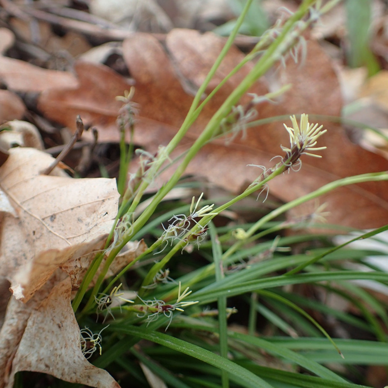 Pennsylvania Sedge Grass