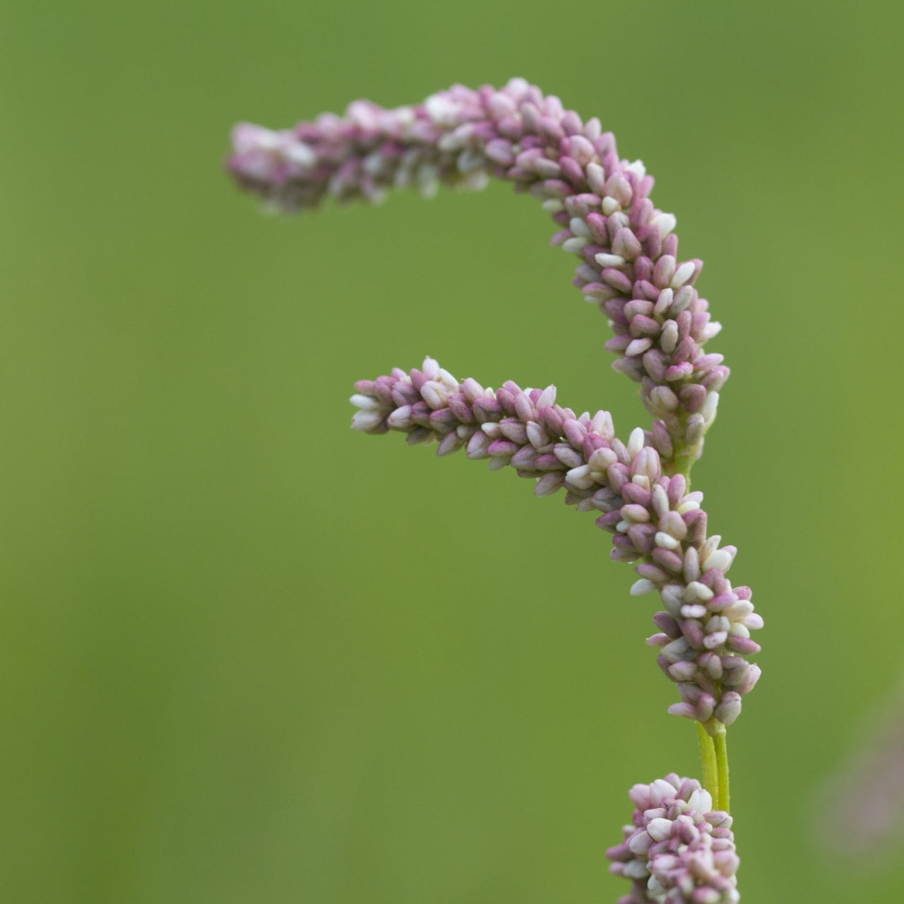 Pennsylvania Smartweed