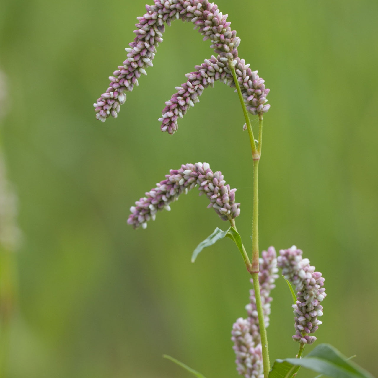 Pennsylvania Smartweed Plant