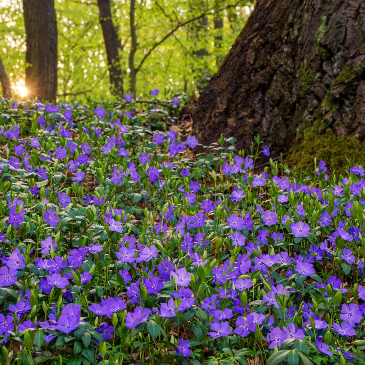 Periwinkle Plant