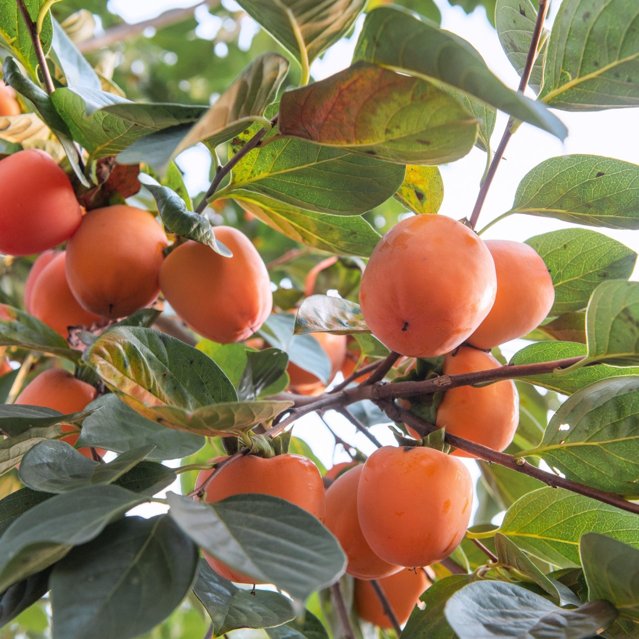 Persimmon Tree