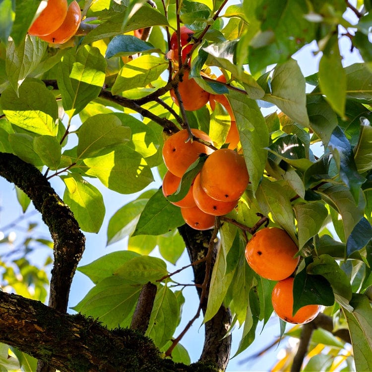Ripe orange persimmons hanging from tree branch for Persimmon Tree Seedlings