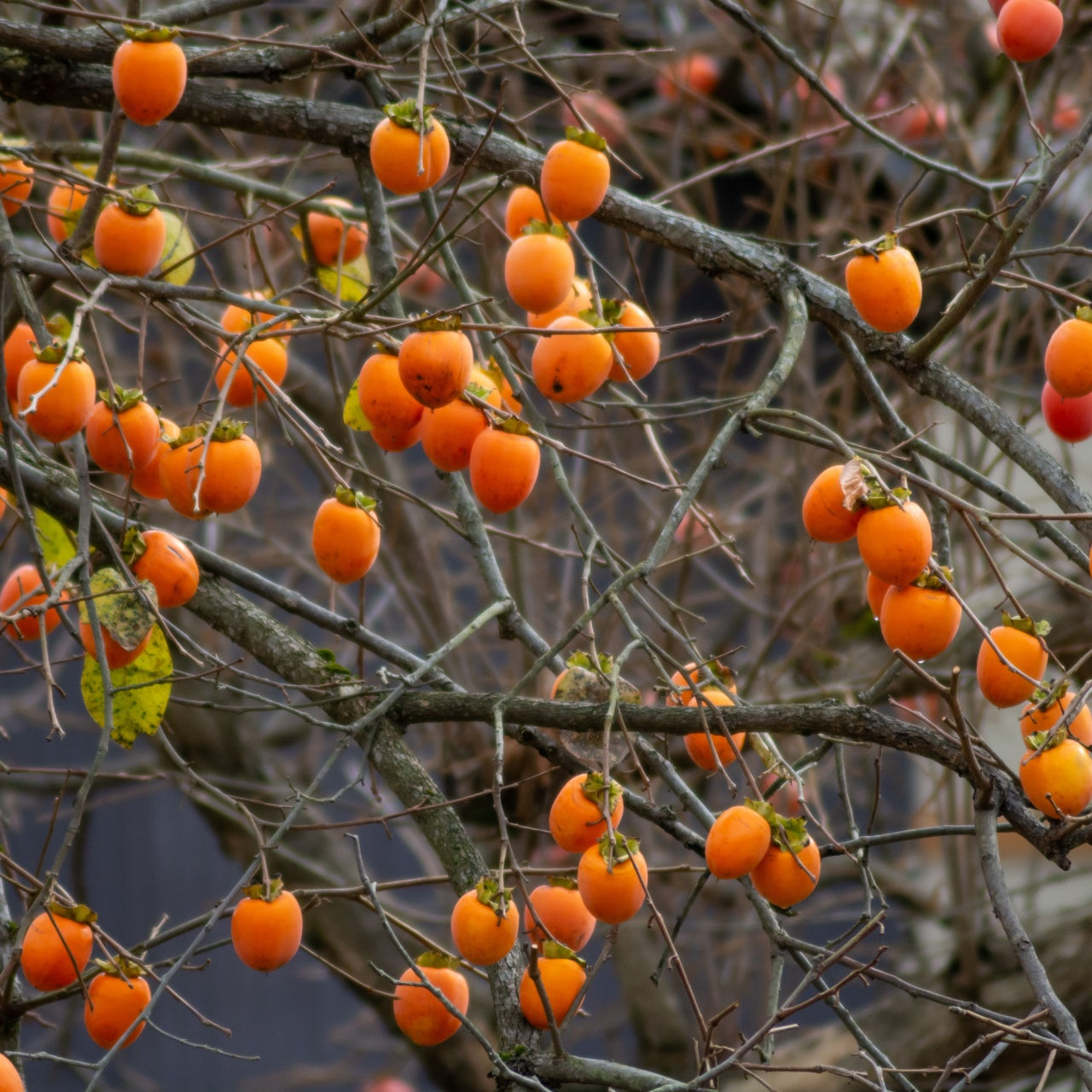 Persimmons