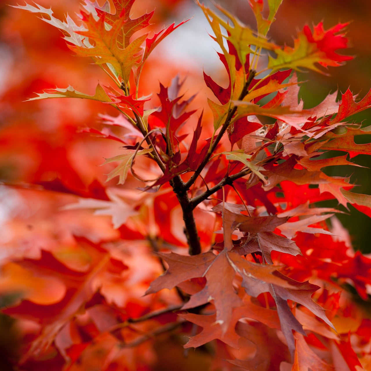 Pin Oak Seedlings