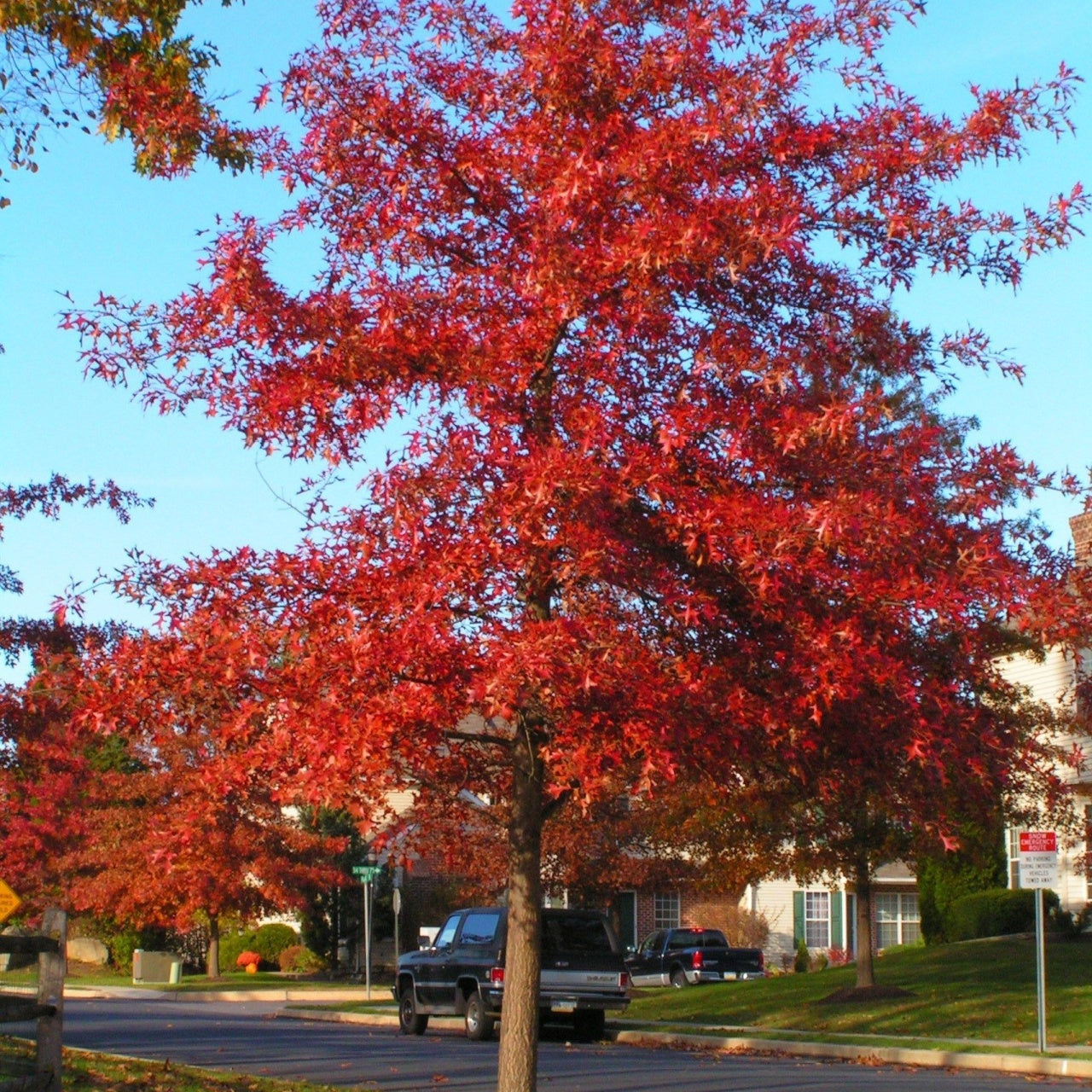 Pin Oak Tree