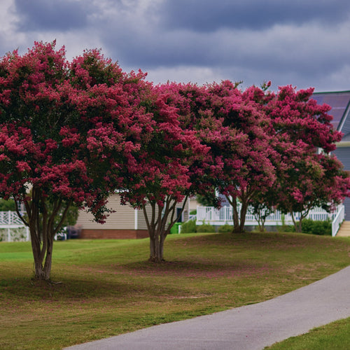 Pink Crepe Myrtle