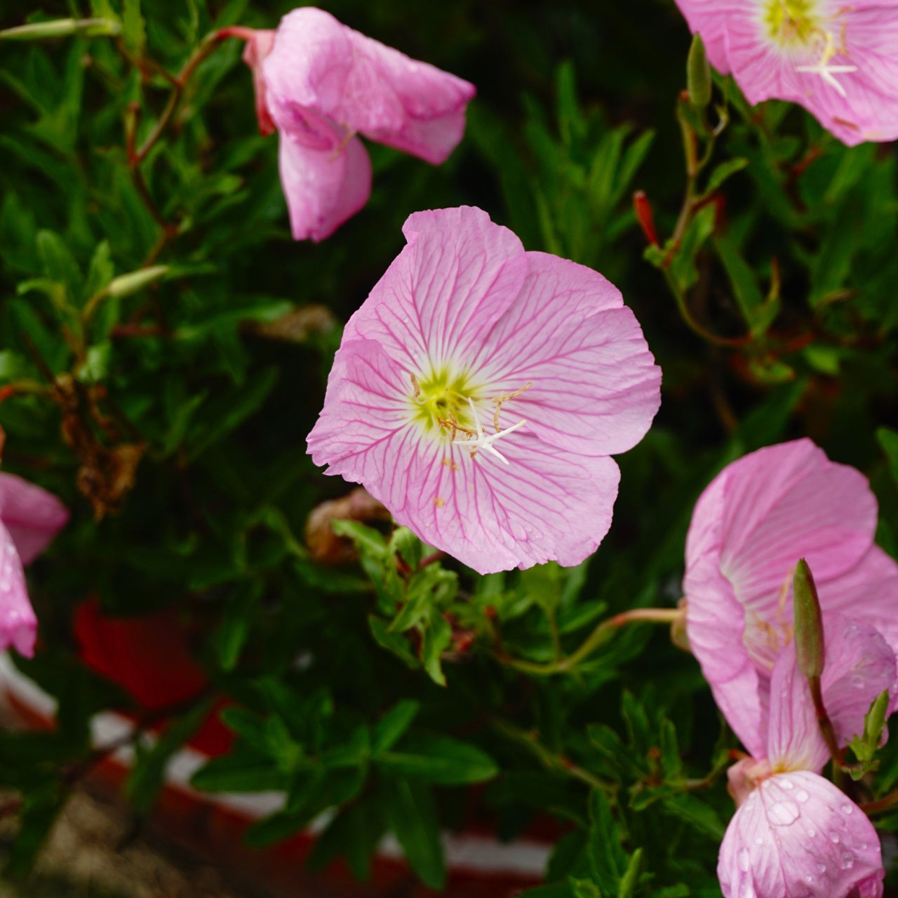 Pink Evening Primrose