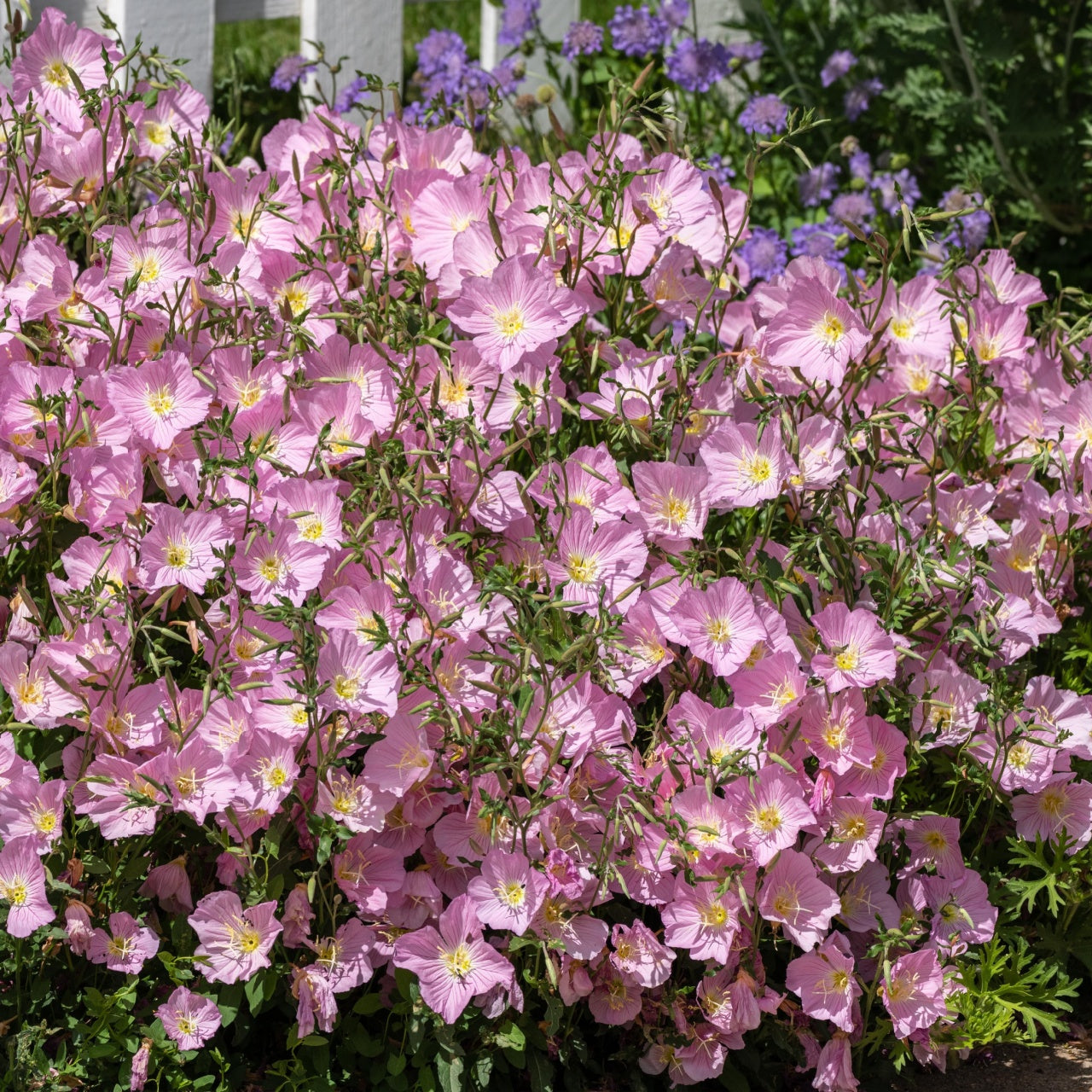 Pink Evening Primroses