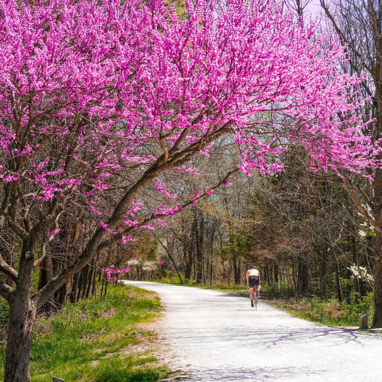 Pink Flowering Dogwood