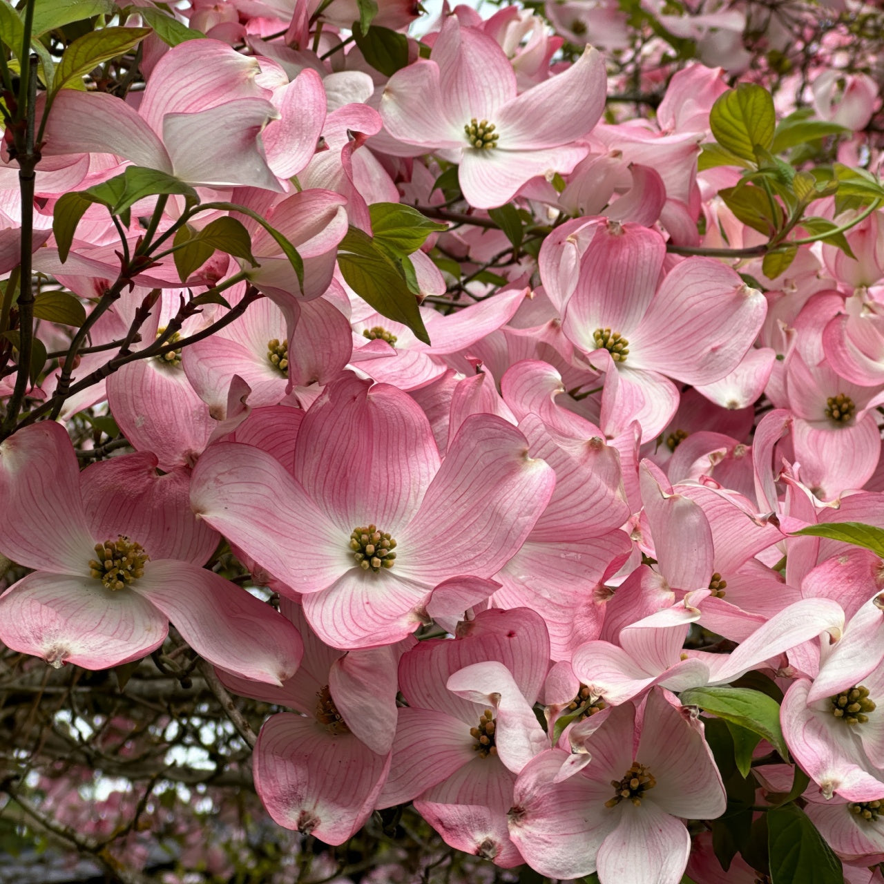 Pink Flowering Dogwood Bloom