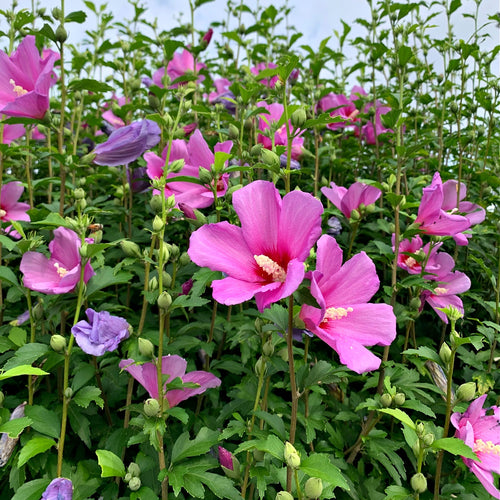 Pink Hibiscus