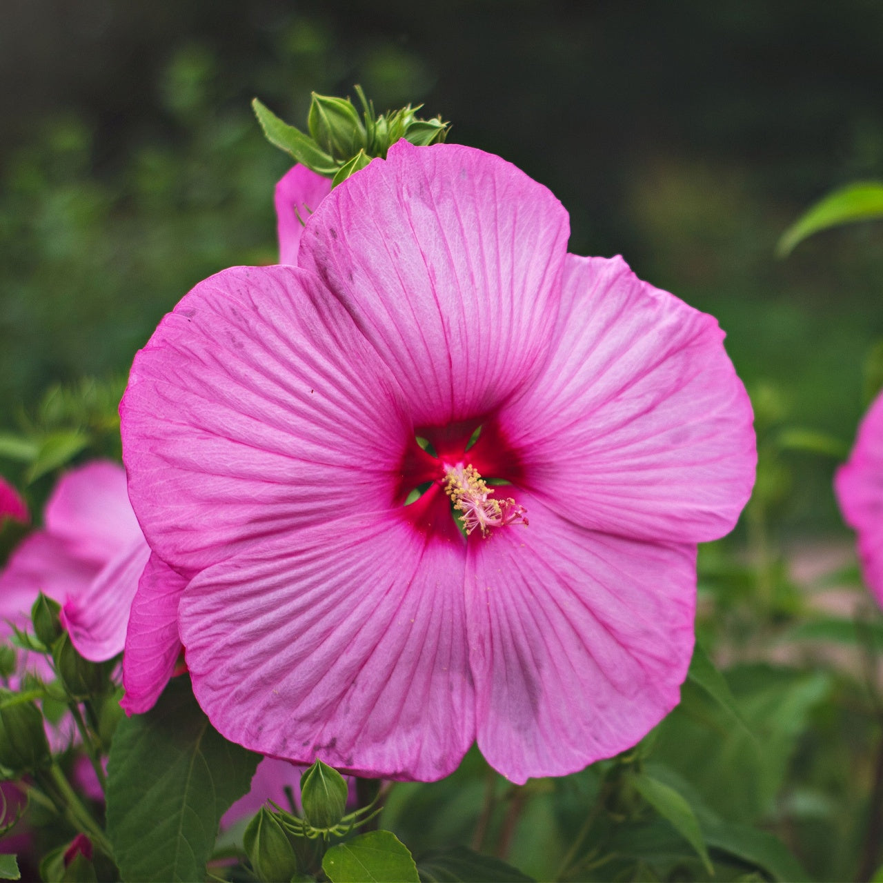 Pink Hibiscus Bloom