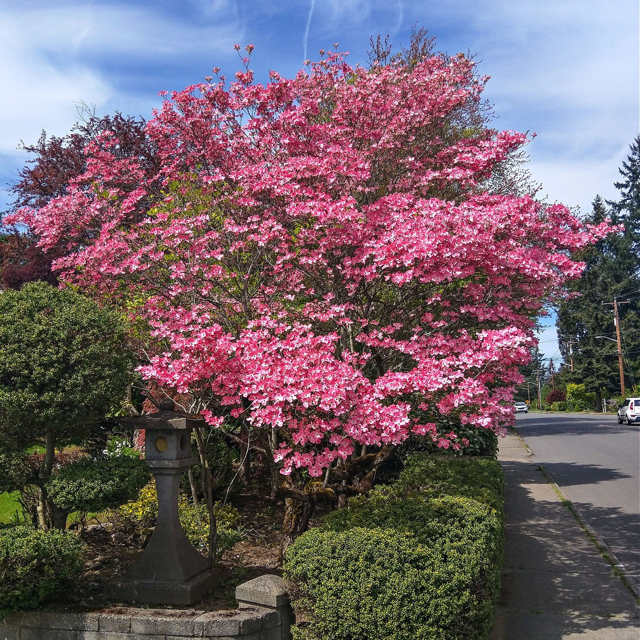 Pink Princess Dogwood