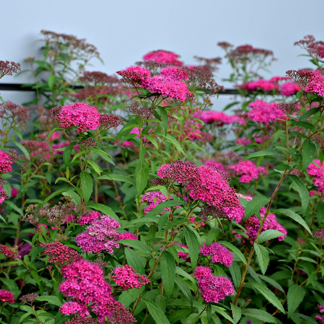 Pink Spirea