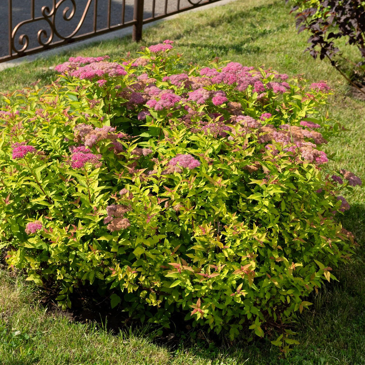 Pink Spirea Shrub