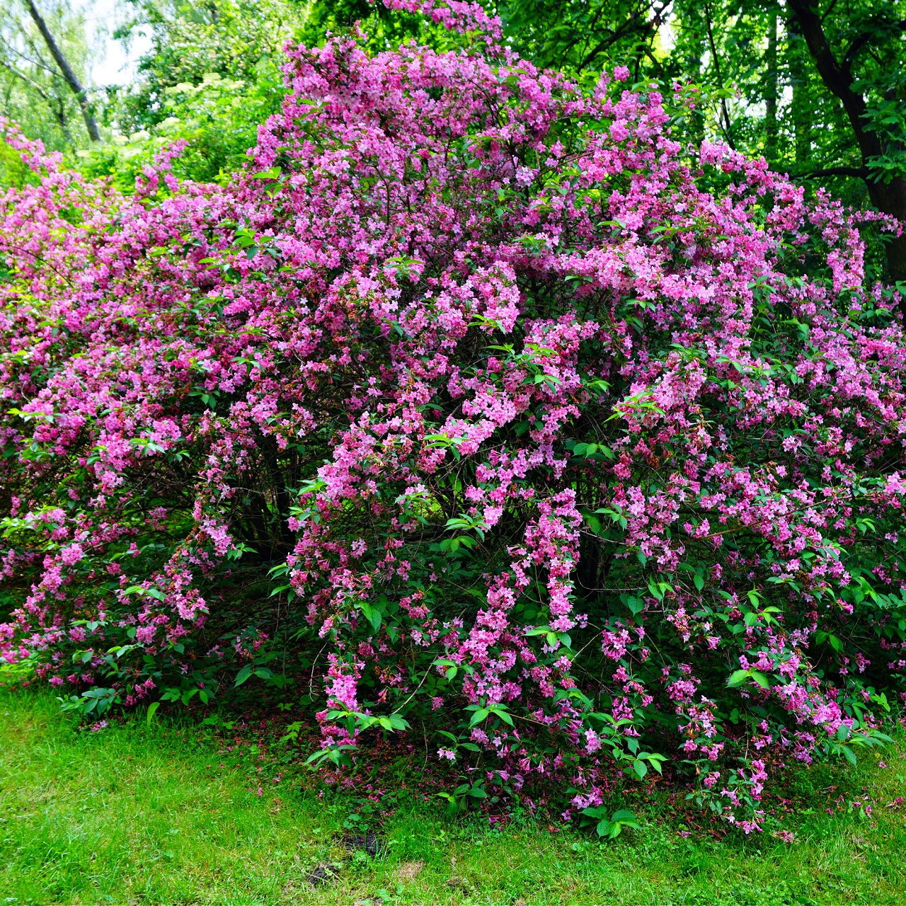 Pink Weigela