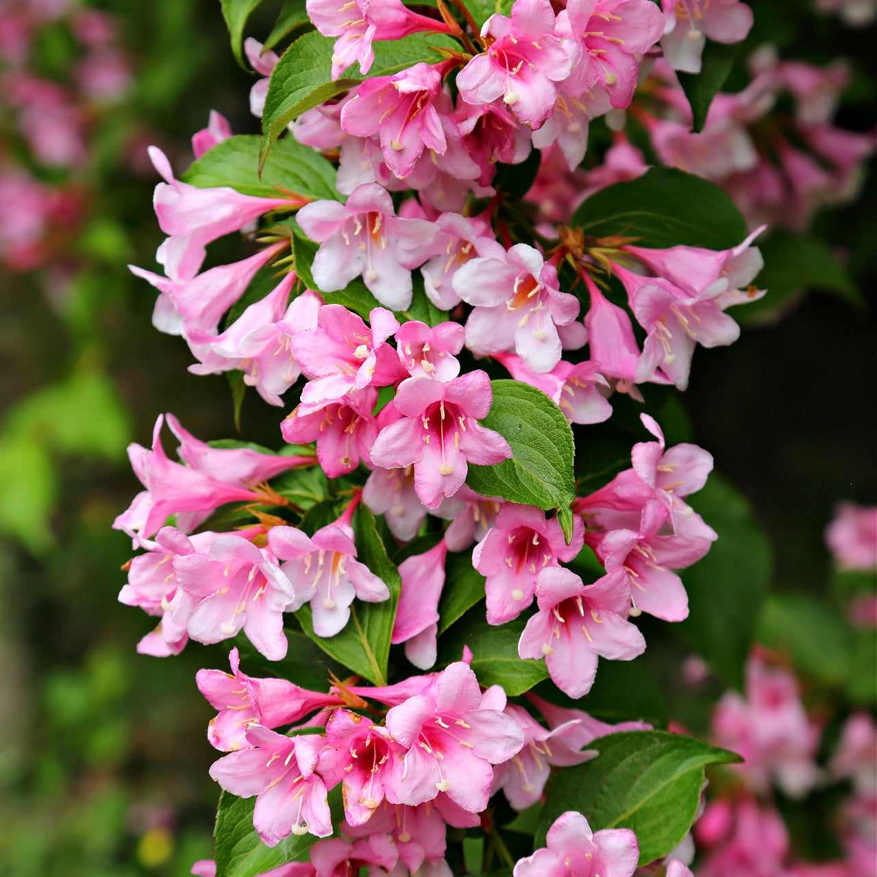 Pink Weigela Blooms