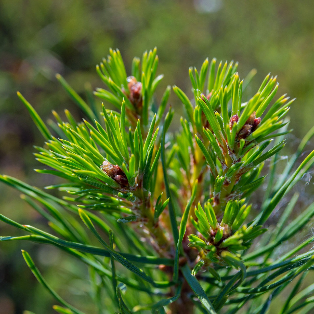 Pitch Pine 