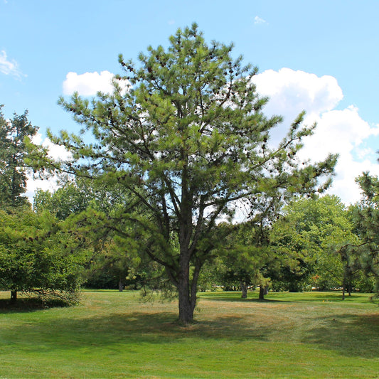 Pitch Pine Tree