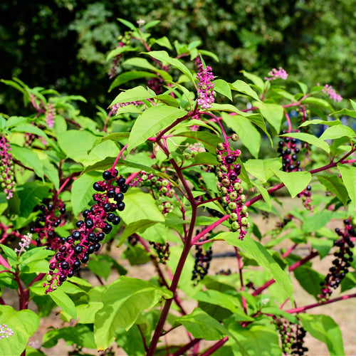 Pokeberry Plant