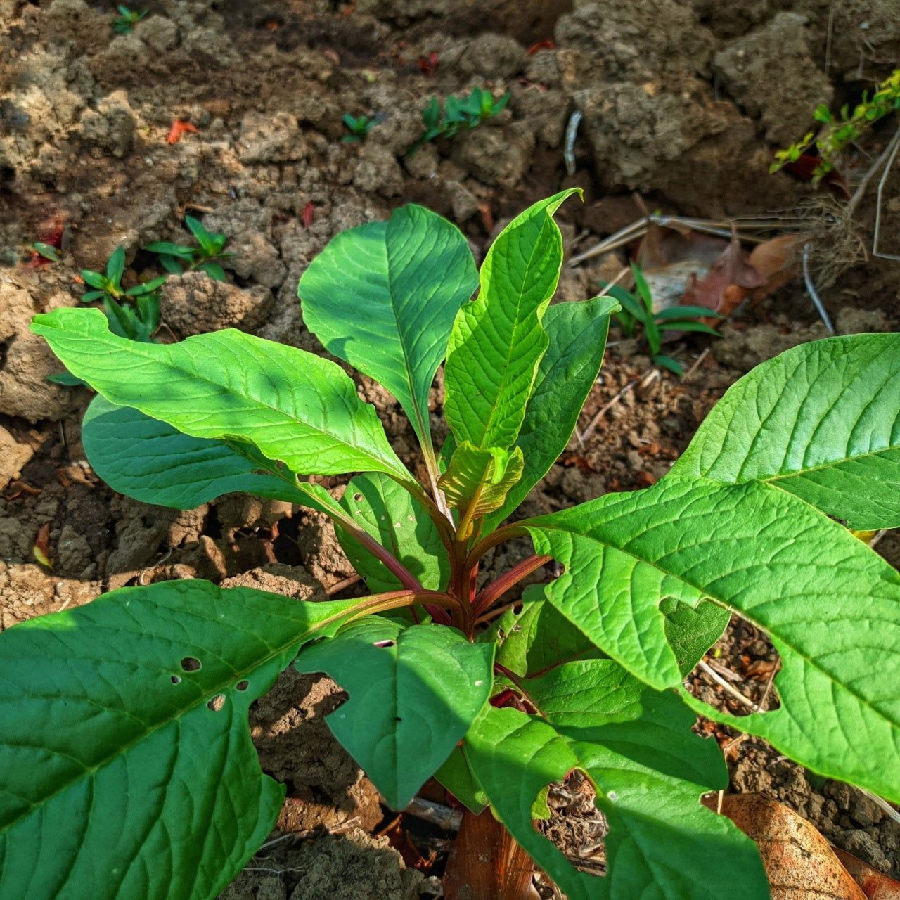 Pokeberry  Plant