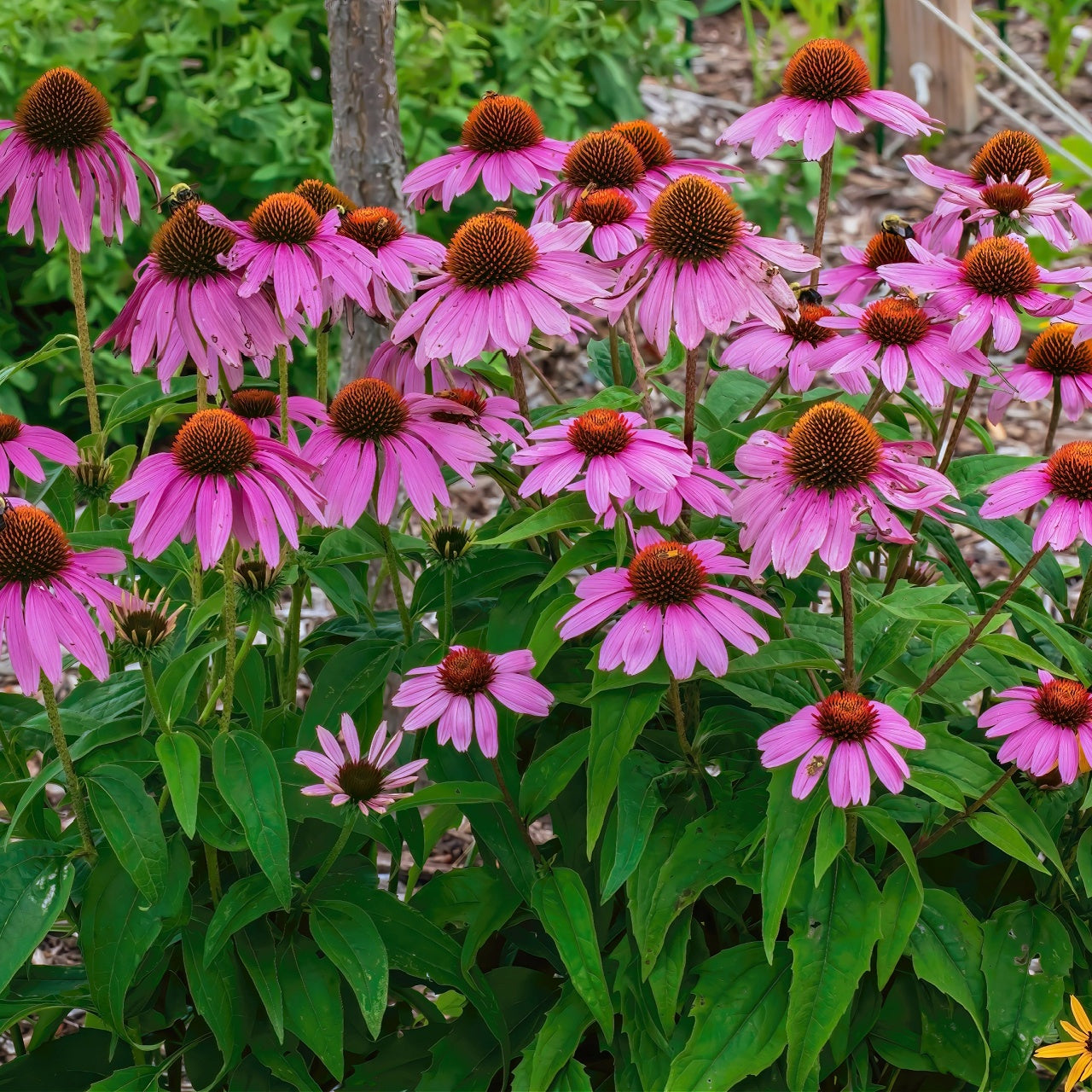 Purple Coneflower