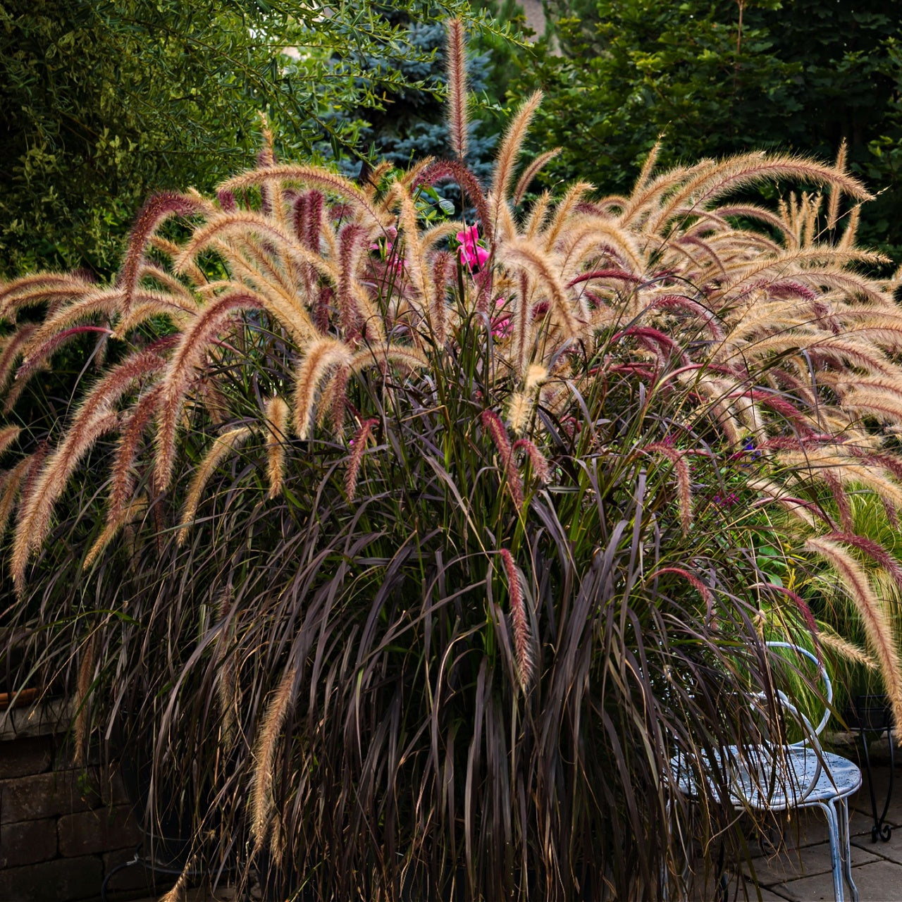 Purple Fountain Grass