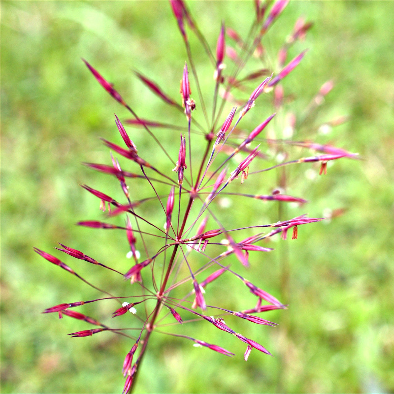 Purple Love Grass