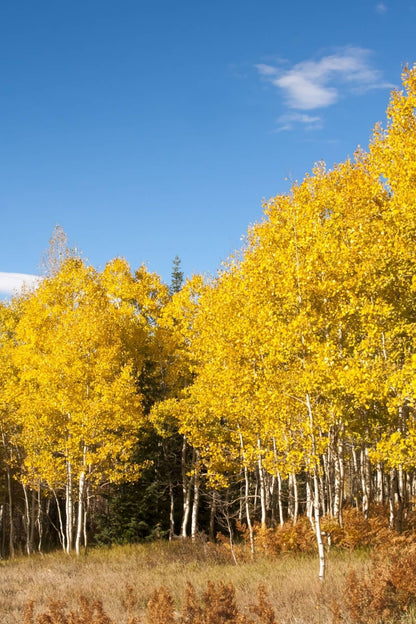 Golden-yellow aspen canopy with white trunks under blue sky, Lombardy Poplar