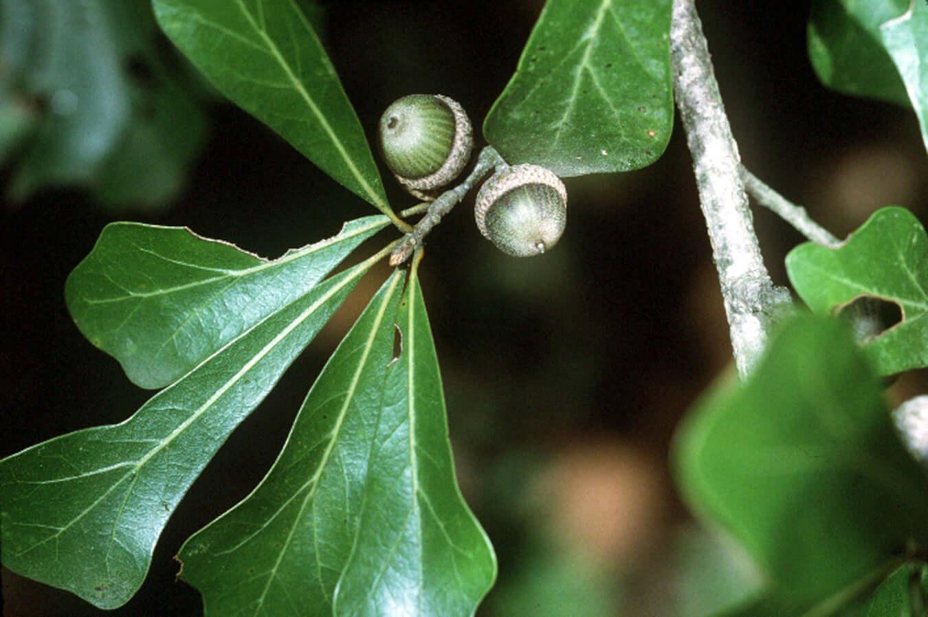 Water Oak Seedlings