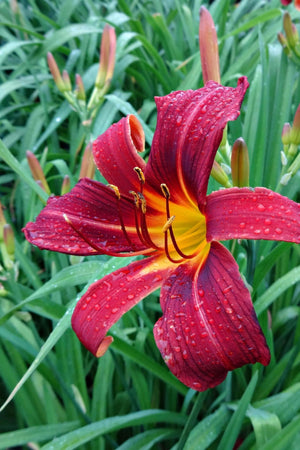 Red Daylily