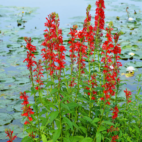 Red Cardinal Flower