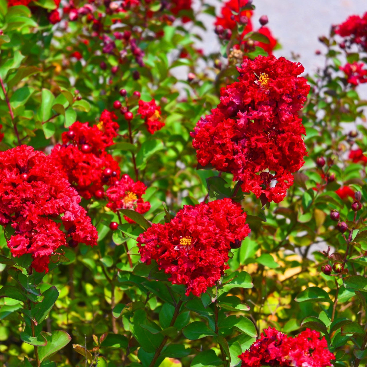 Red Crepe Myrtle