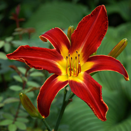 Red Daylily