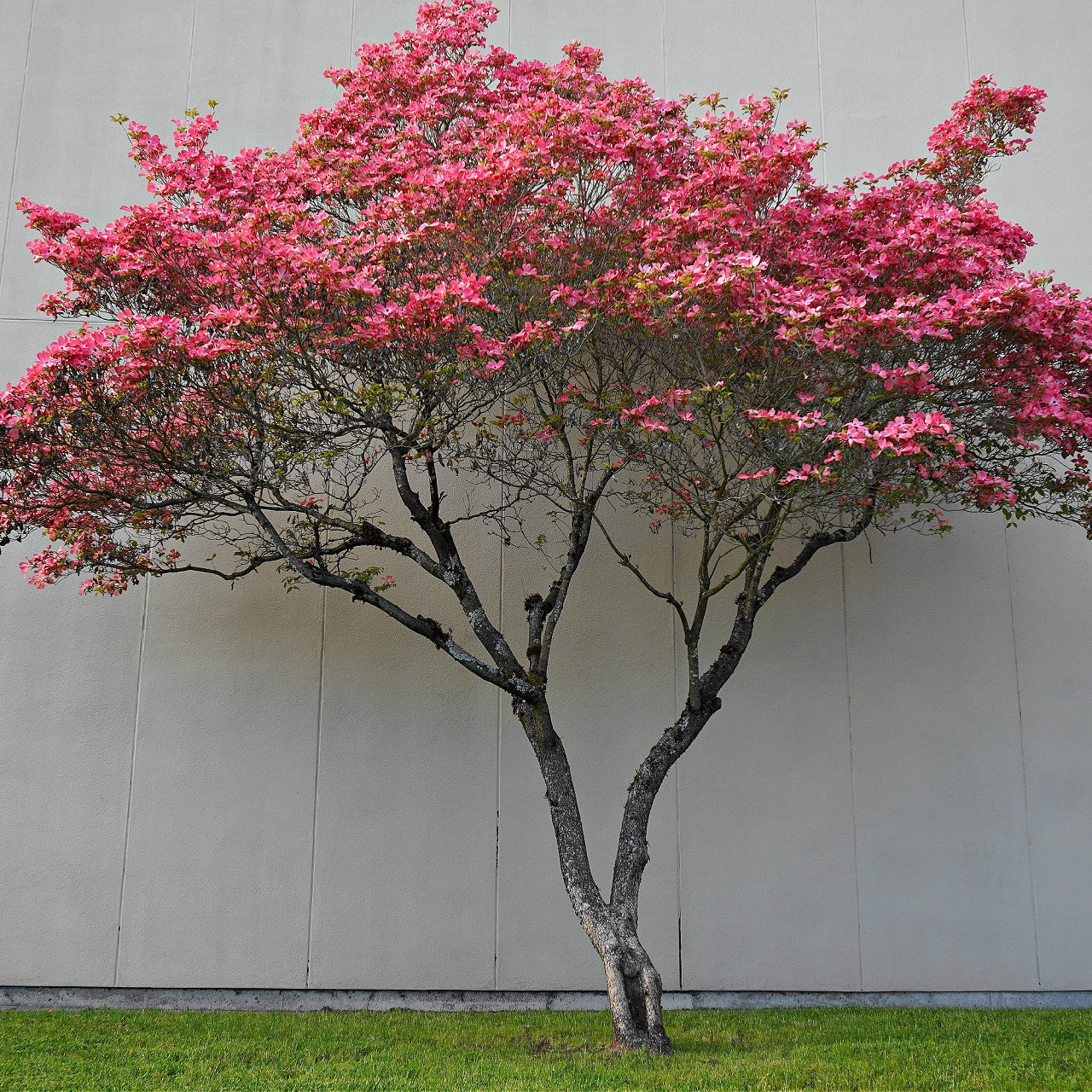 Red Dogwood Tree