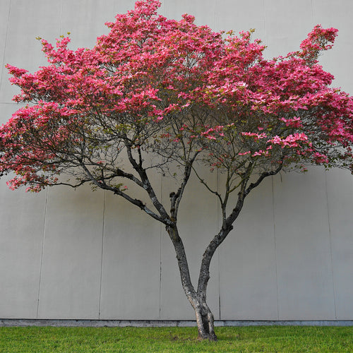 Red Dogwood Tree