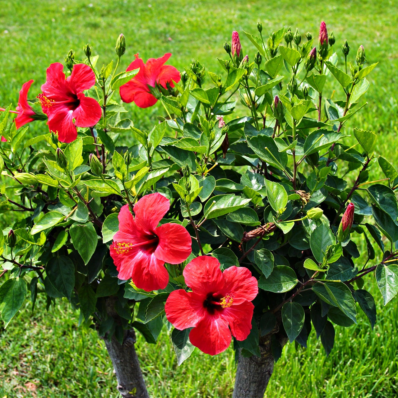 Red Hibiscus