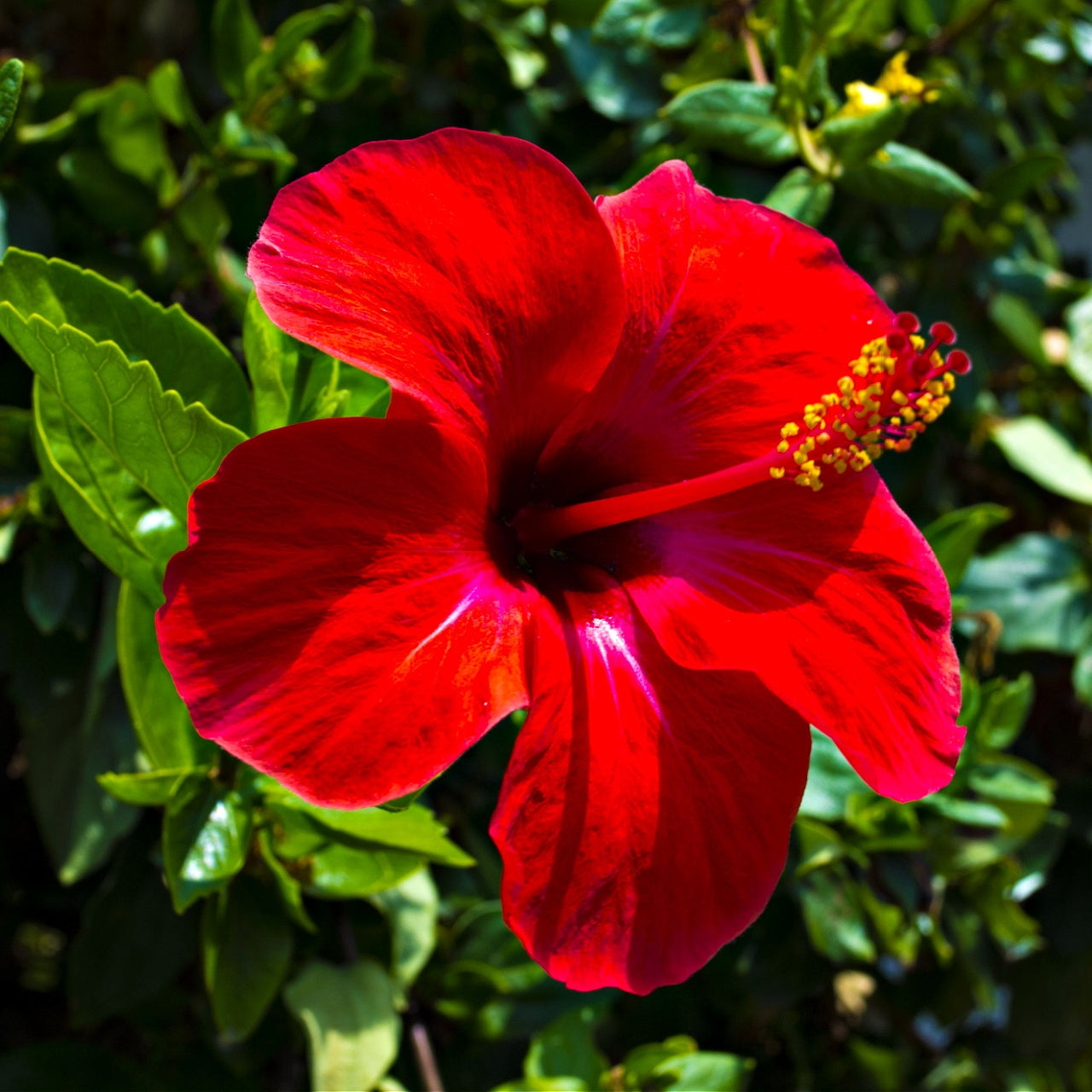 Red Hibiscus Flower