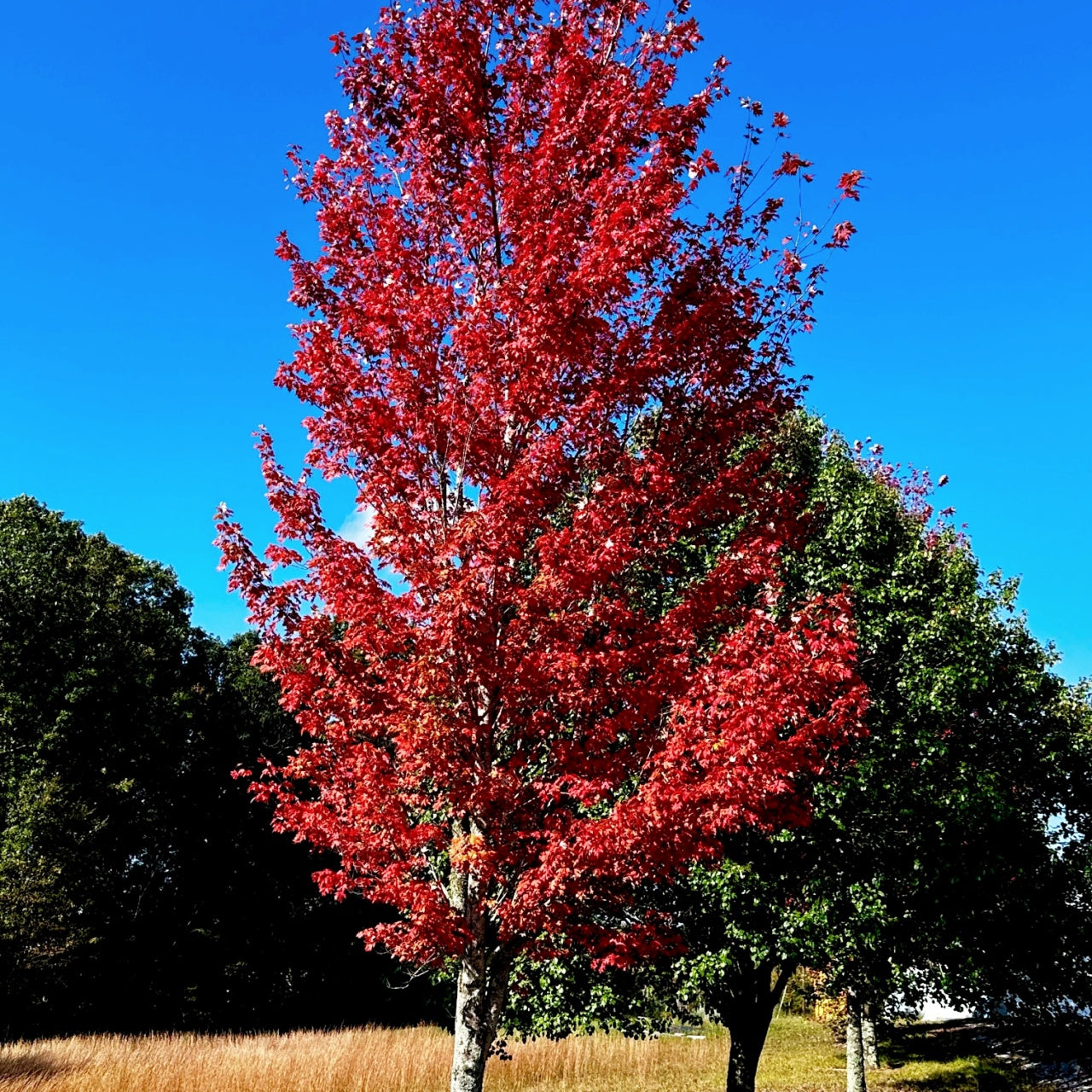 Red Maple Seedling