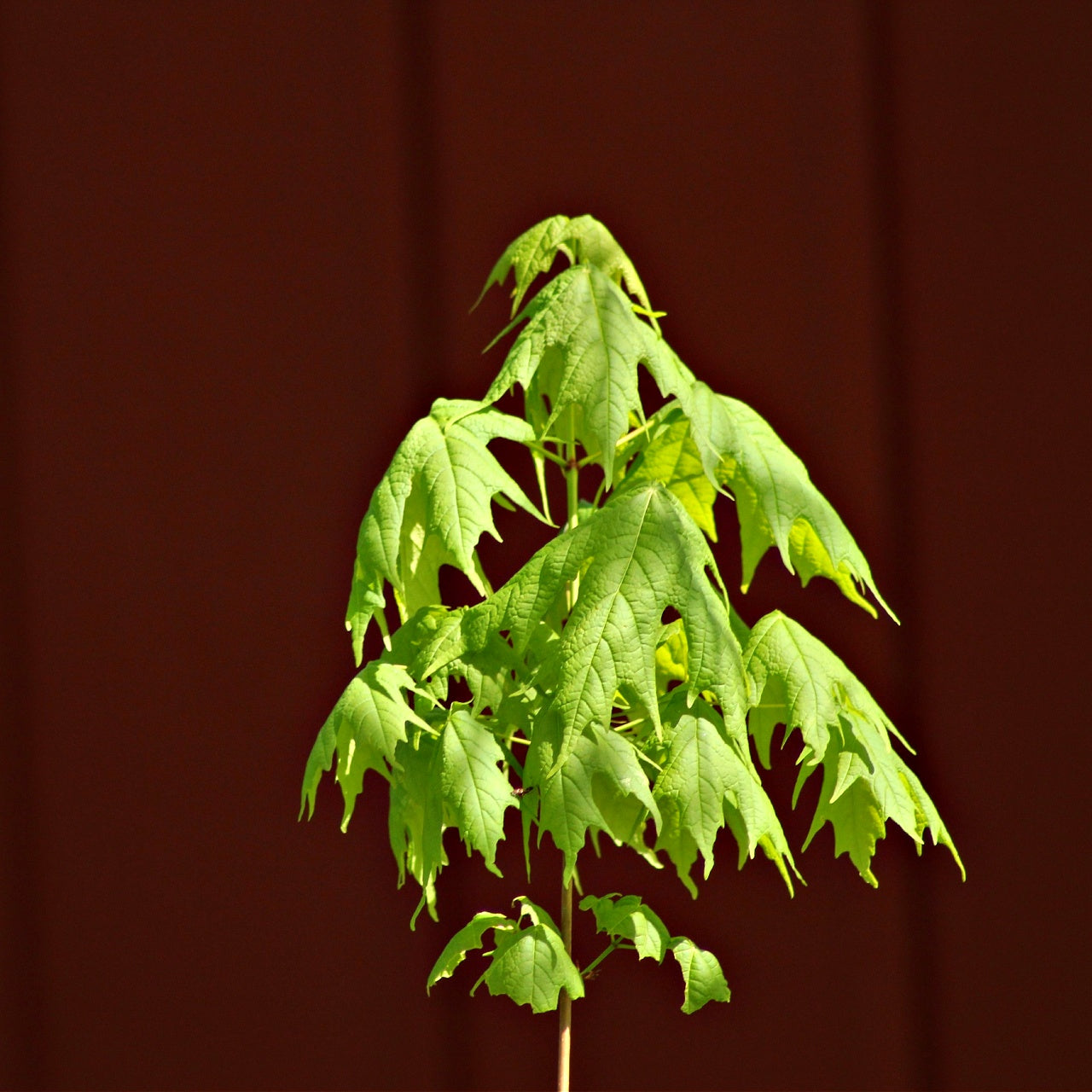 Red Maple Seedlings