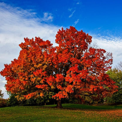 Majestic red maple tree with vibrant autumn leaves against blue sky