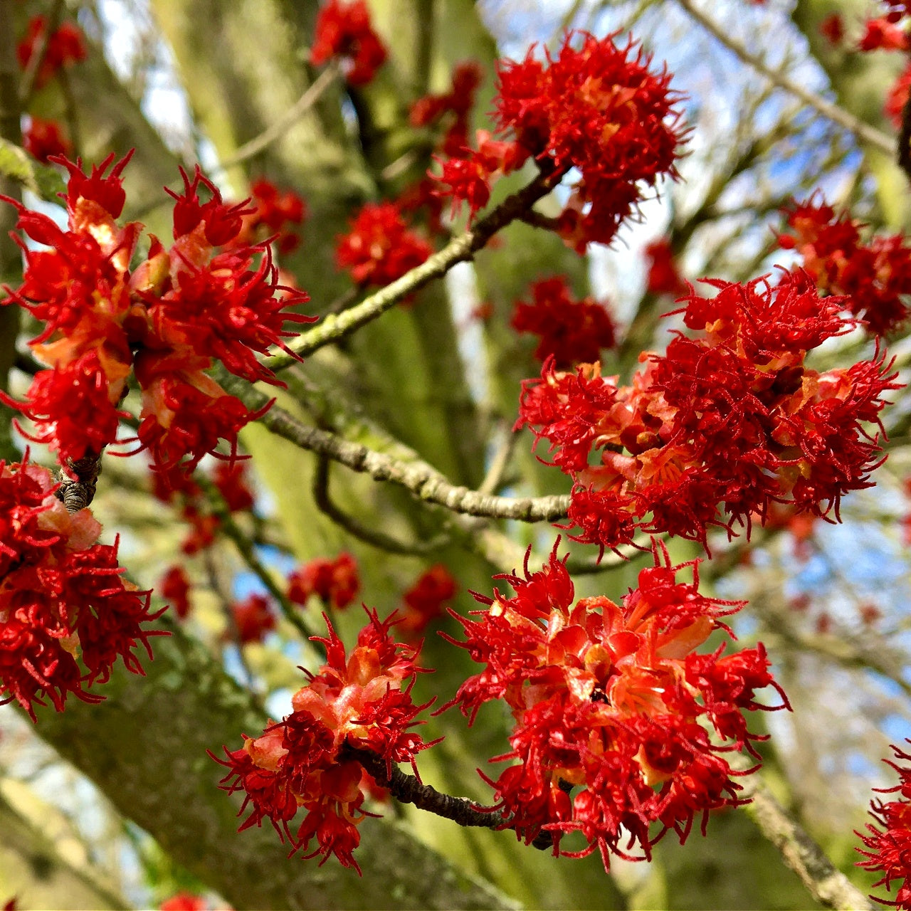 Red Maple Tree Bloom