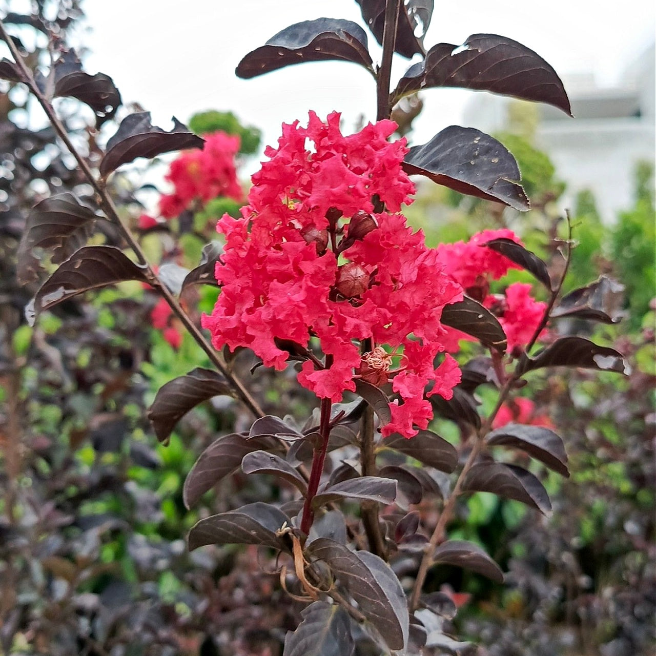 Red Myrtle