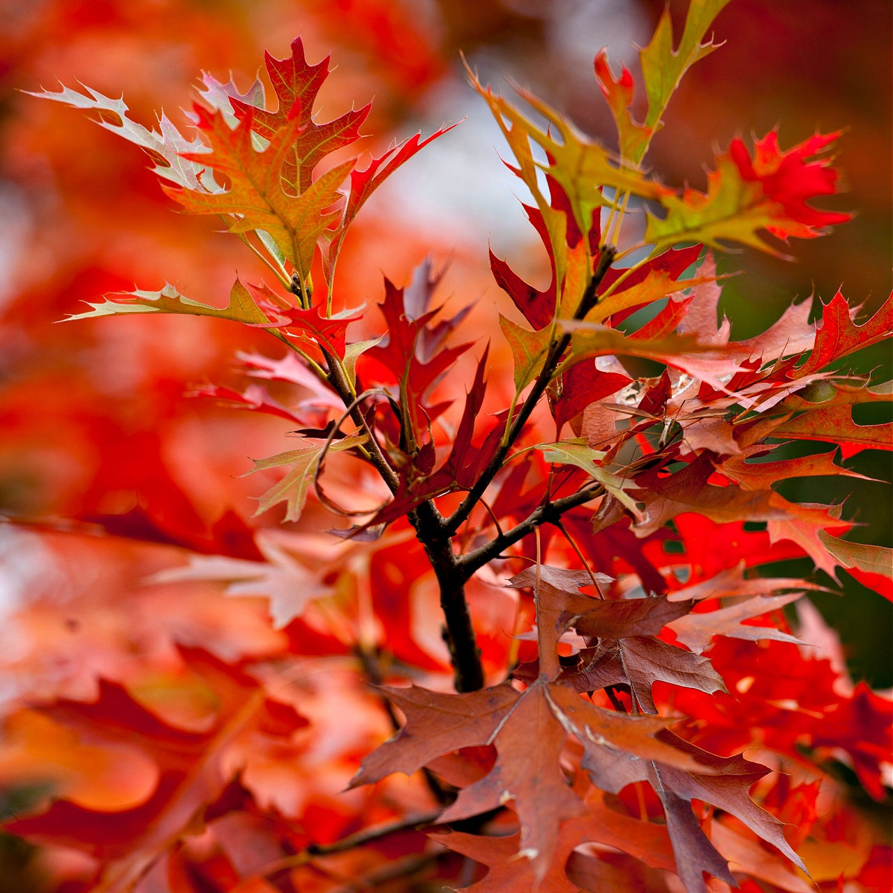 Red Oak Foliage