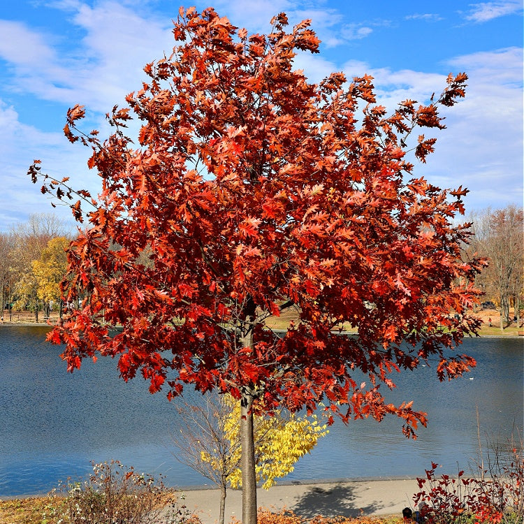 Red Oak Seedlings