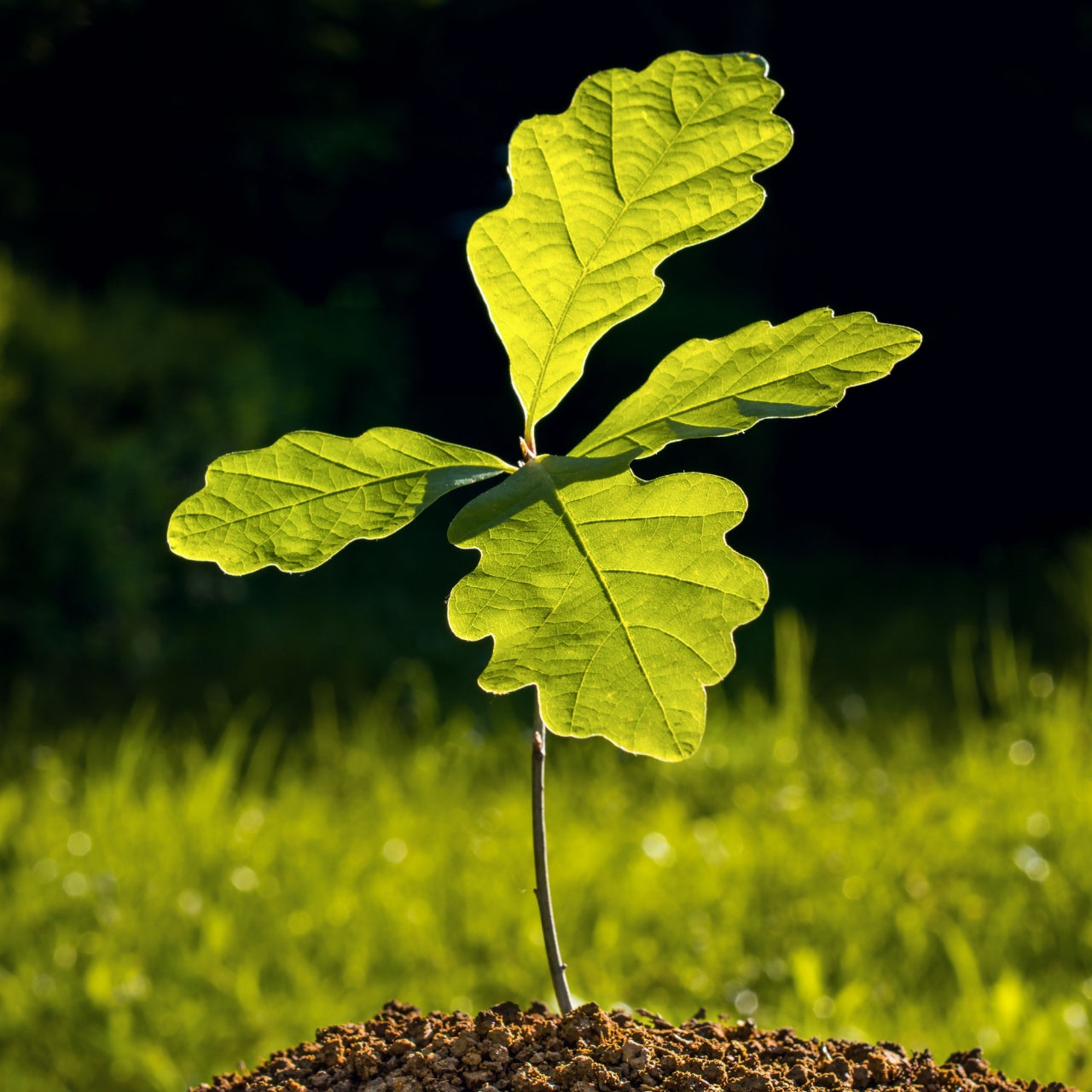 Red Oak Tree Seedlings